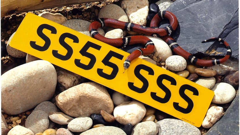 What to do If you find a snake in your car, photo 1