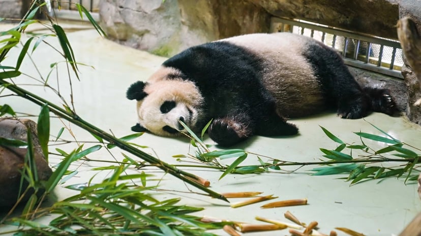 A Journey To The West, With Denz As And Pandas